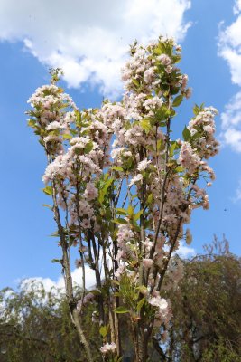 Prunus serrulata 'Amanogawa' - višeň pilovitá - kvetení